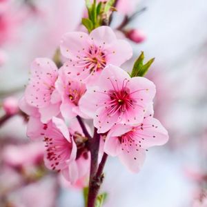 小城桃花