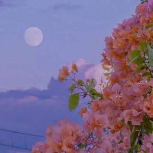 杨花落尽子规啼