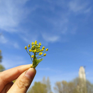 梦と叶桜（外婆桥）口琴（Cover 初音未来 / 青木月光）