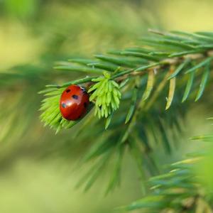 肝木之音 缓解烦躁易怒