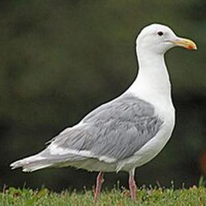 Nie dajmy sobie podciąć skrzdeł