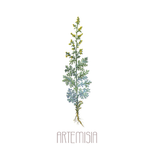 Artemisia