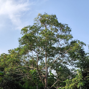 Taman nasional