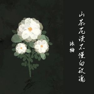 山茶花读不懂白玫瑰