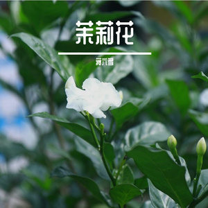 初茉（piano version）