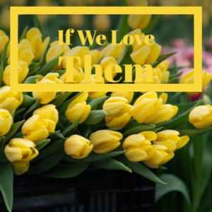 A Memory of Togetherness - Strings No1stviolins