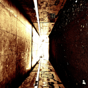 Choir of Dead Sunflowers