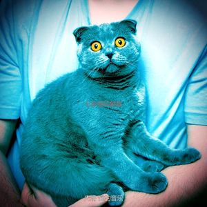 微妙的可爱的猫心情
