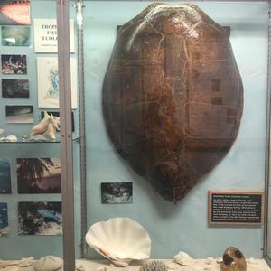 contrary (I'm Just the Tough Girl That Called You an Ambulance, No Cops Necessary)