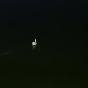 诛心（Cover秦海清）