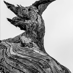 枯木逢春 (PHONK)