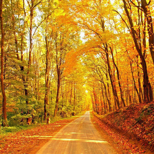 秋风吹起 (珠海dj勤仔版)