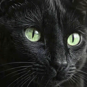 Gato Preto
