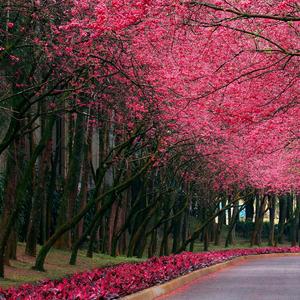 筷子兄弟-老男孩（小奥奥 remix）