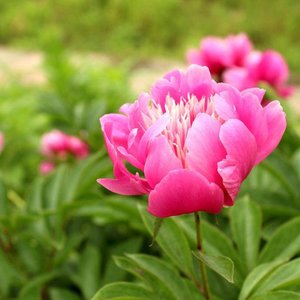 祖国你是一朵花