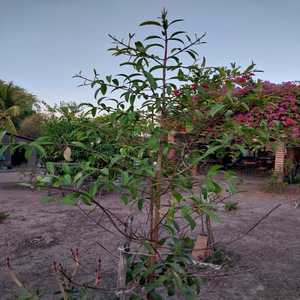 Não sei se tenho vida ou não