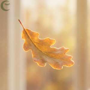 Oakshade Reverie