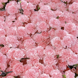 康乃馨（prod.tired x pvki）