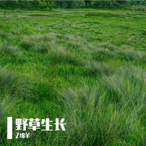 野草生长