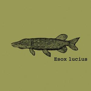 Esox lucius