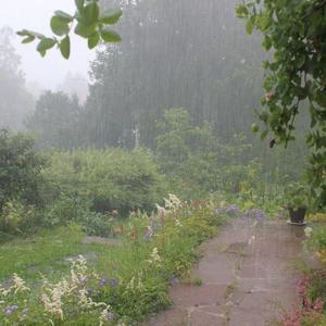 林中落雨的声音/白雷噪音/2021/理疗/治愈/放松/入睡/安抚情绪/安静18