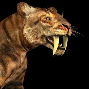 BOOMING TRAP BEAT {TIGER}