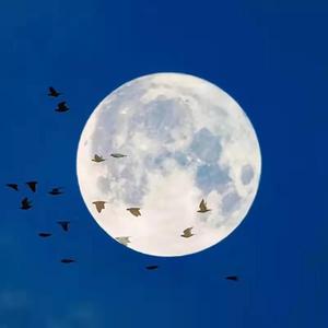 谁念西风独自凉