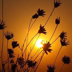 야생화의 행복한 꿈맞이 (비바람소리ASMR 자연 테라피)