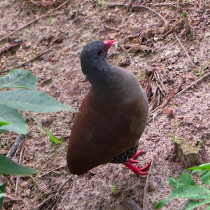 Incrível Canto da Inhambu-chororó Na Caatiga (Crypturellus parvirostris)