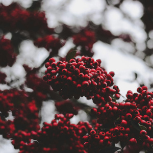 Wintertime Love - Cover