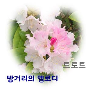 밤거리의 멜로디