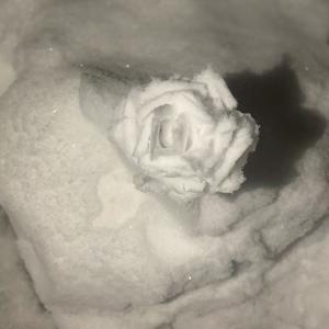 冷冻剂(prod.undislove)