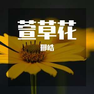 萱草花（翻自 张小斐）