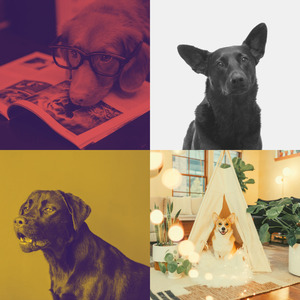 精彩孤独的狗环境