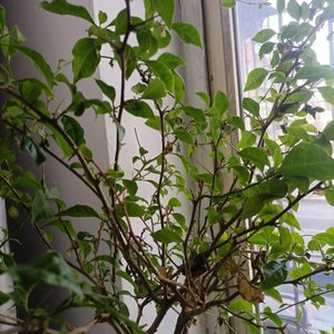 遥远的她可好_126006772744388608_1776671692488.wav