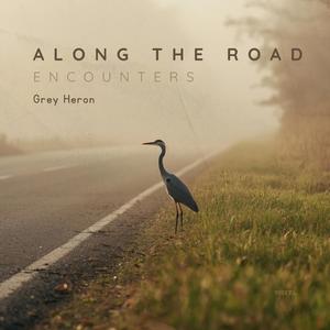 Grey Heron
