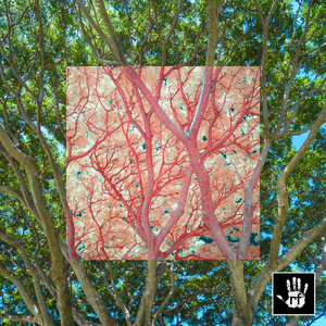 Kuwahara (Original Mix)