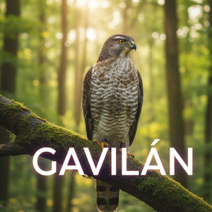 GAVILÁN