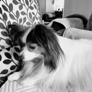 清らかな花 (feat. AKIKO)