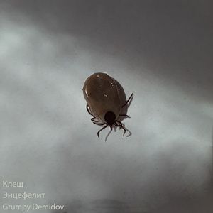 Я вырву тебе септум