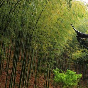 多情总比无情苦（箫）