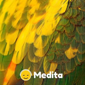 Mindfulness y pájaros 12min