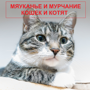 Мяуканье злого кота
