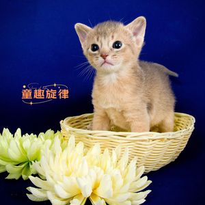 童趣旋律 (猫咪应激安抚)