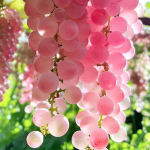 日后相遇cover新学校废物合唱团（女生翻唱）