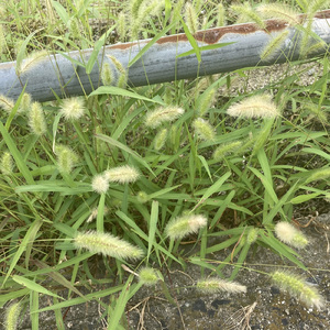 ホルモンバランス