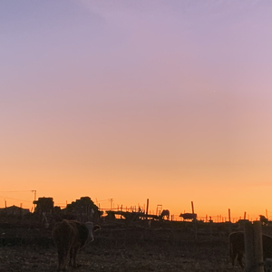 Aynam爱人（翻自 麦瑞Merey）