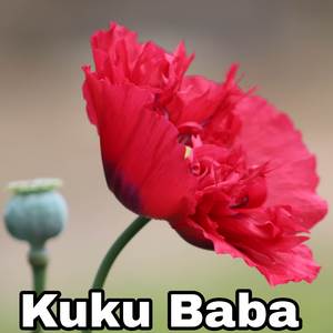 Kuku Baba