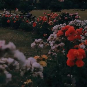 即兴的誓 烂尾的诗