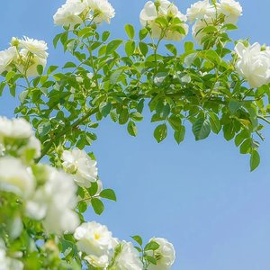 1_晚风慢渡23218010.mp3